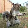 Squirrel 157: Dramatic Squirrel