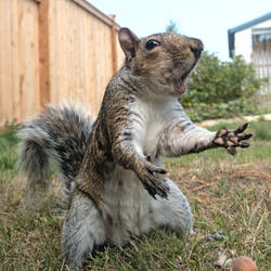 Squirrel 157: Dramatic Squirrel