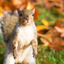 Squirrel 158: Autumn Squirrel