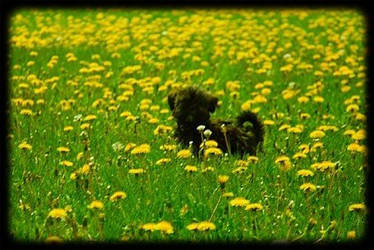 bailey in field