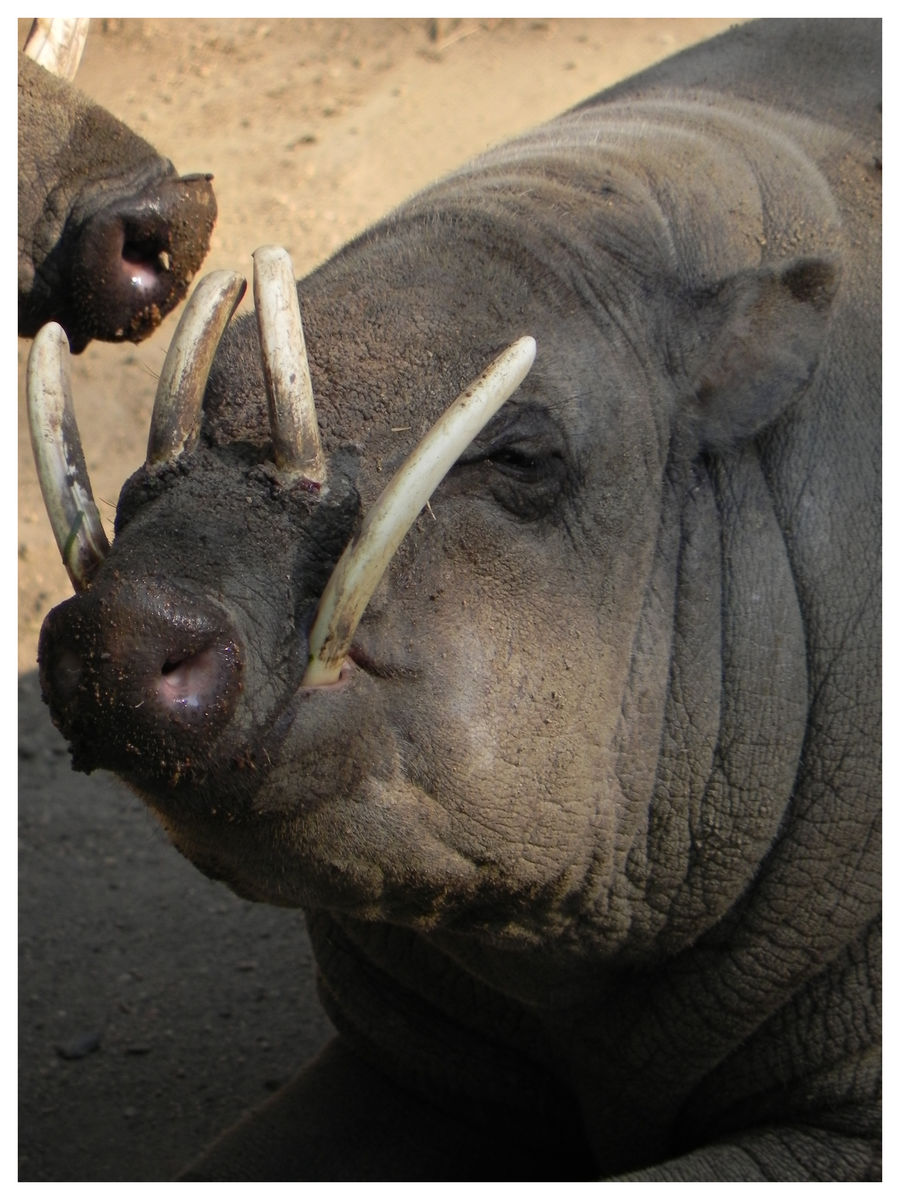 Babirusa