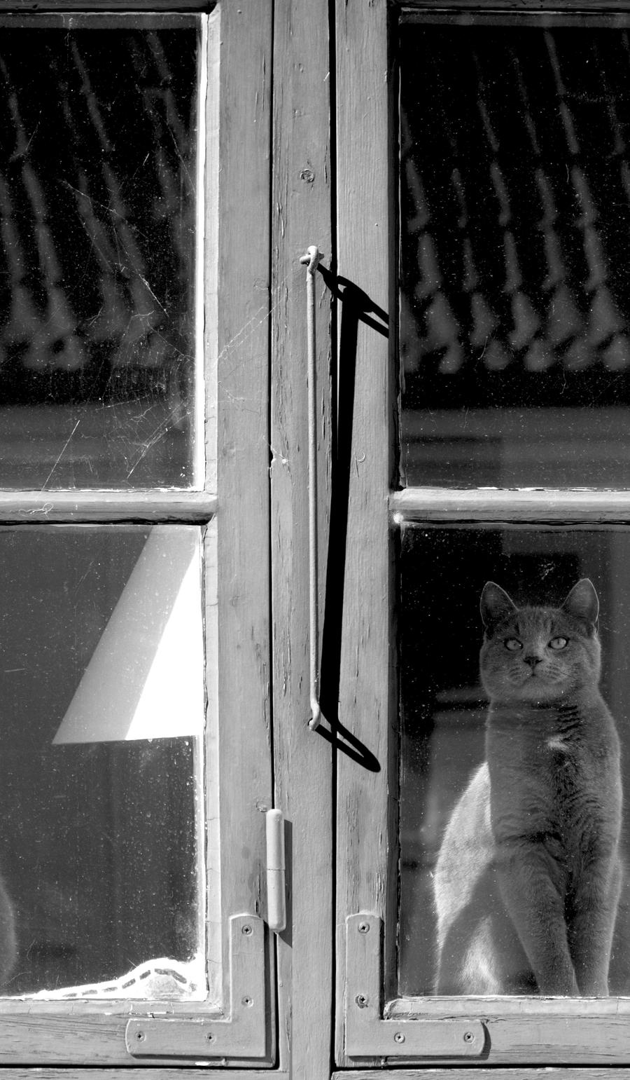 Cat on the window