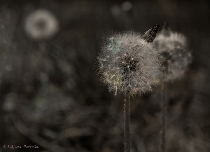 Dandelions