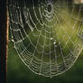 Spider Web with Dew 1