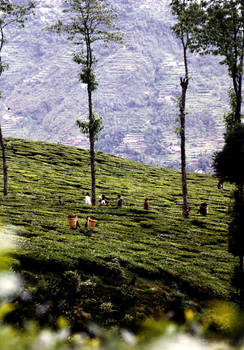 Tea Plantation