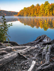 Roots and Reflections