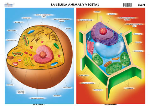 M771 Celula animal y vegetal