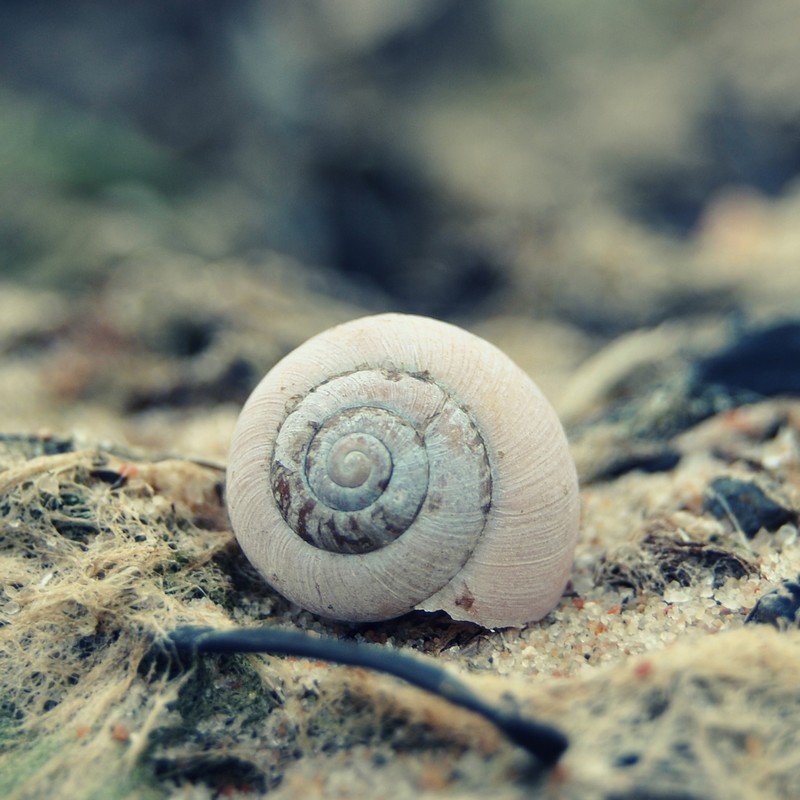 snail shell.