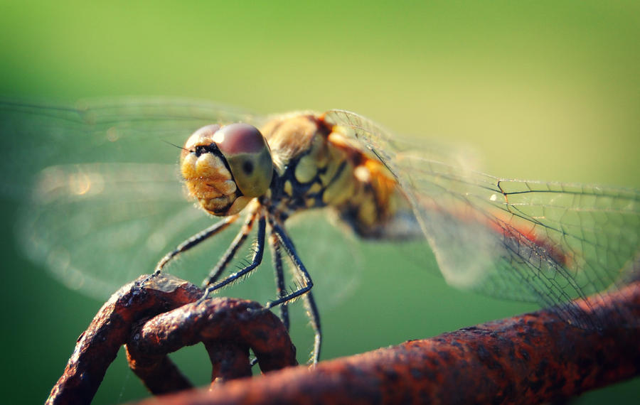 dragonfly.