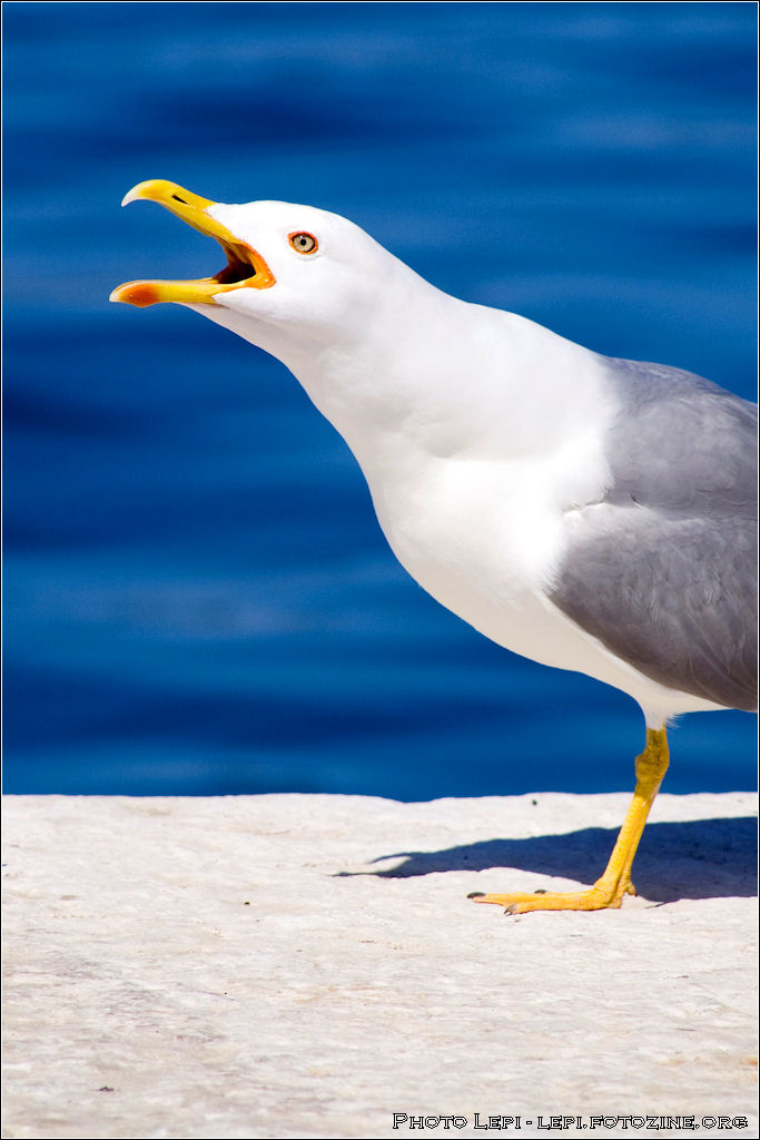 Seagull