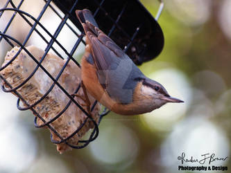 Flexing Nuthatch