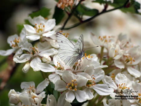 Male Green-Veined White Butterfly on White Blossom