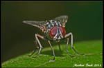 Compound Eyes by HobbyFotograf