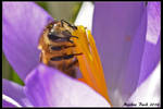 Springtime bee by HobbyFotograf