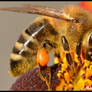 Apis mellifera