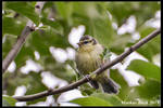 Little Blue Tit by HobbyFotograf