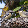 Great Titmouse with Babybird