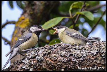 Great Titmouse with Babybird