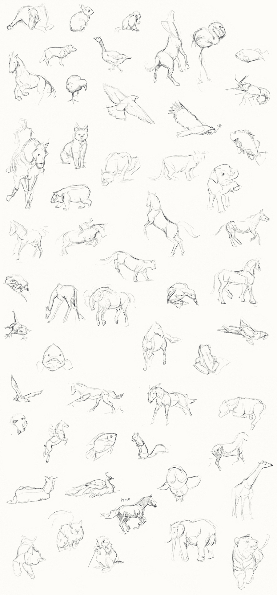 2-minute Animal Sketches