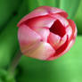 Tulip bud