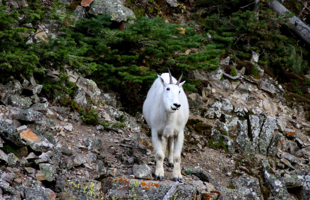 Mountain Goat