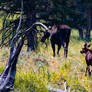 Elusive Moose and Baby Moose
