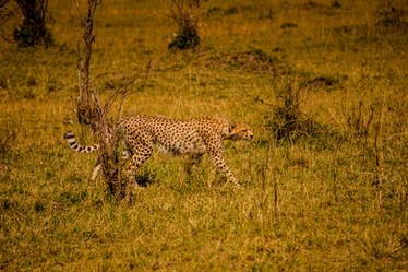 Young Cheetah