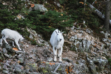 Mother and baby Mountain goat