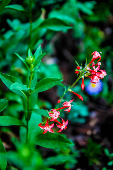 Fire weed