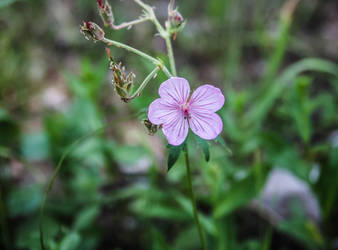 Field Pansy