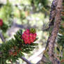 Bristlecone pine flower