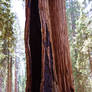 Sequoia with scars