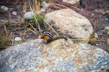 Chipmunk enjoying a snack