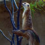 Meerkat