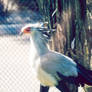 Secretary bird strut