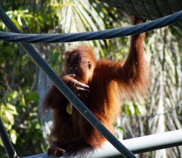 Orangutan