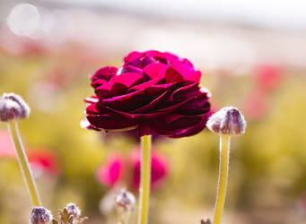 Ranunculus in the sun