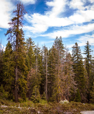 Summertime in the forest