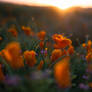 Sunset over poppies