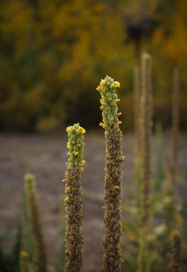 Shocking pollinators