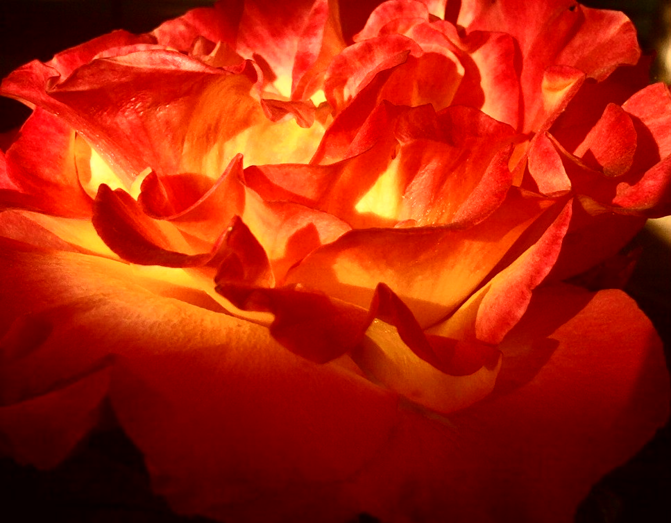 Burning Rose