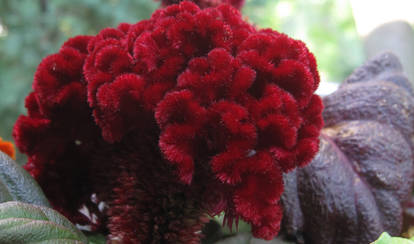 Brain Celosia