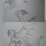 Dragon Sketches