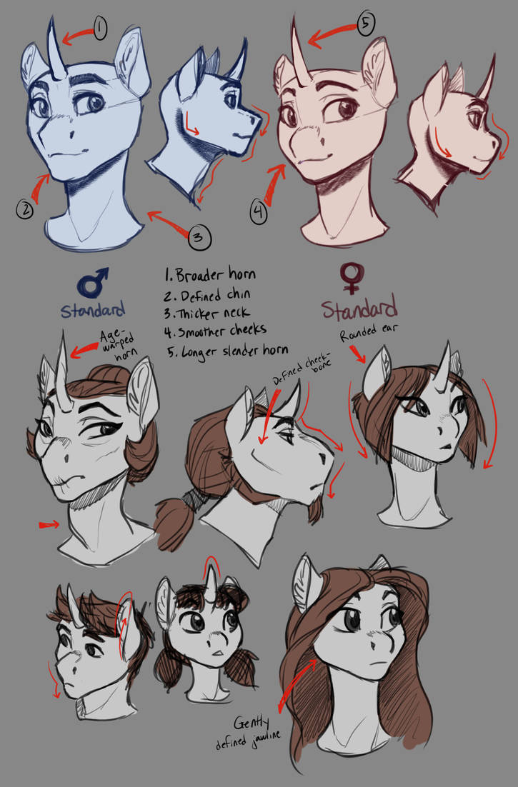 MLP Anatomy-- Face Variation by Joan-Grace on DeviantArt