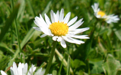 Daisy 2