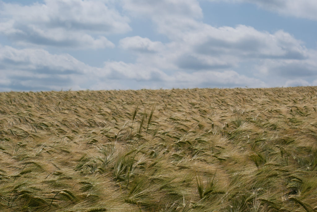 DSC00517 Green and Gold by wintersmagicstock
