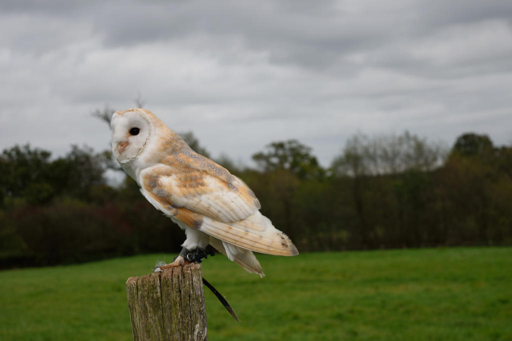 DSC 0195 01 Barn Owl by wintersmagicstock DSC 0195 01 Barn Owl by wintersmagicstock