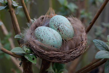 DSC 0019 Nest in Buddleja 3