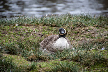 DSC 3099 Quizzical Mother Goose