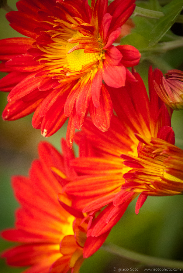 Triple Flower Burst